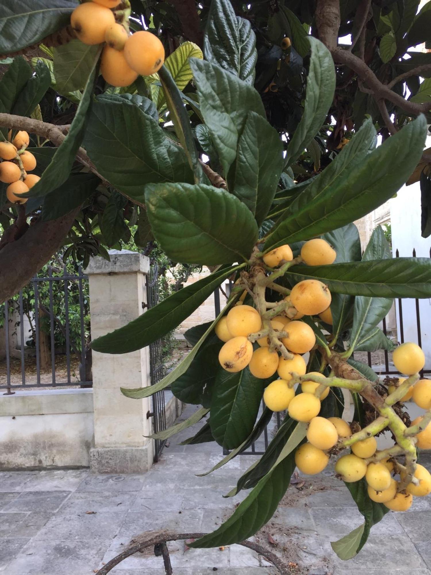 Palazzo De Carlo E Il Parco Dei 7 Pozzi Bed & Breakfast Lecce Eksteriør bilde